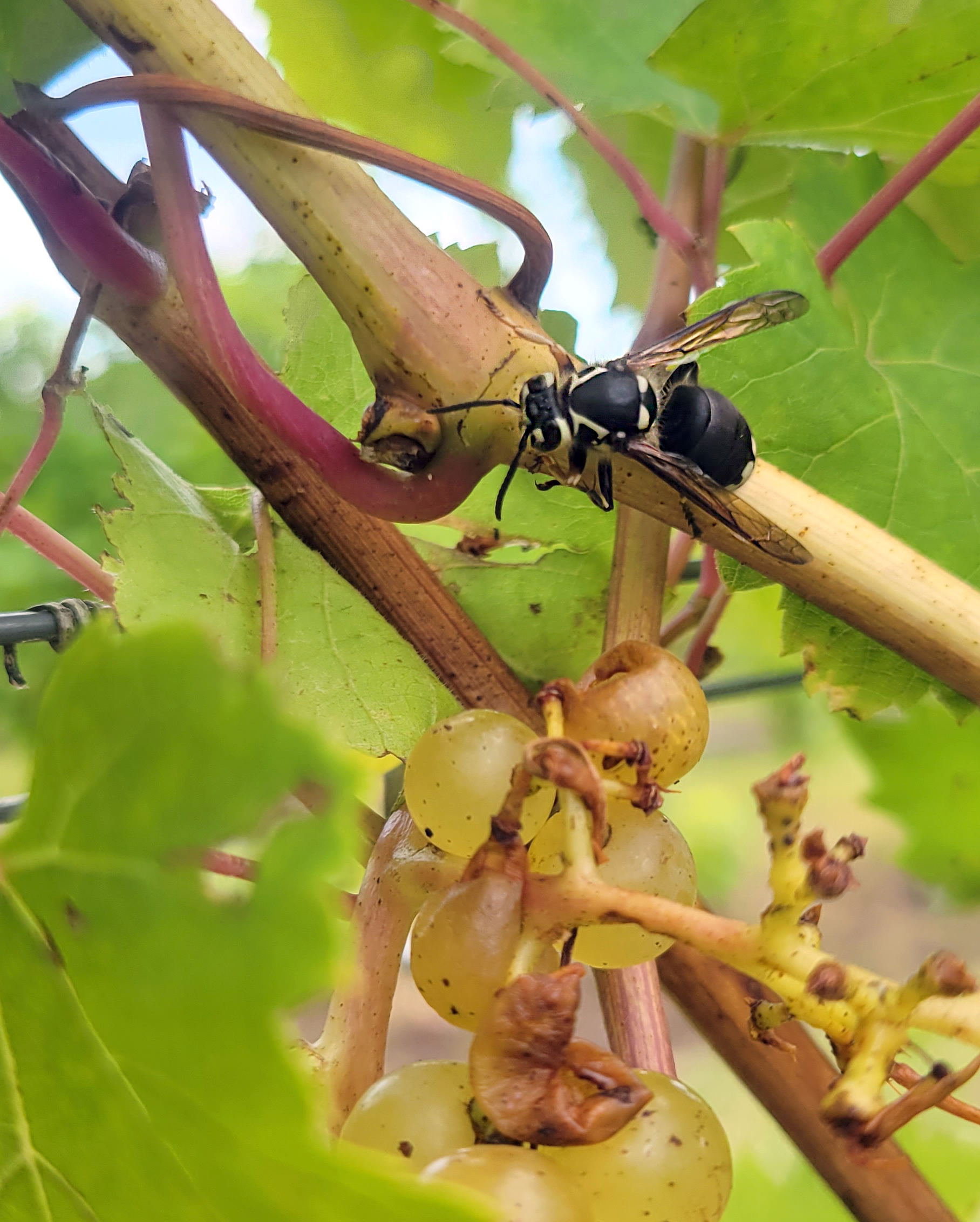 Baldfaced hornet on grape.